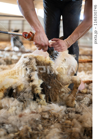 Sheep wool shearing by farmer. Shearing the wool from sheep. Sheep wool shearing by farmer. Shearing the wool from sheep. 116830746