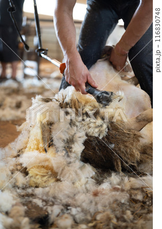 Sheep wool shearing by farmer. Shearing the wool from sheep. Sheep wool shearing by farmer. Shearing the wool from sheep. 116830748