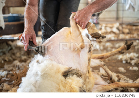 Sheep wool shearing by farmer. Shearing the wool from sheep. Sheep wool shearing by farmer. Shearing the wool from sheep. 116830749