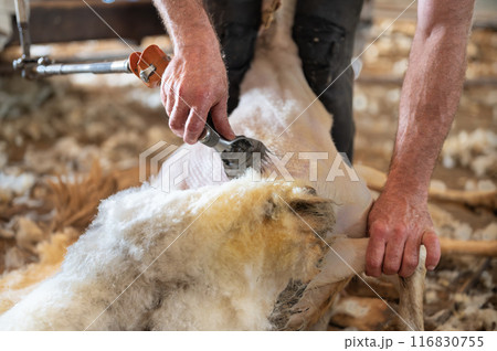 Sheep wool shearing by farmer. Shearing the wool from sheep. 116830755