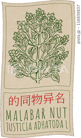 Vector drawing MALABAR NUT in Chinese. Hand drawn illustration. Latin name is JUSTICIA ADHATODA L Vector drawing MALABAR NUT in Chinese. Hand drawn illustration. Latin name is JUSTICIA ADHATODA L 116830837