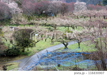 雨の梅園 116830907