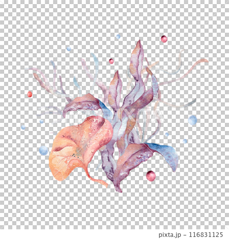 Drawing with underwater nature with seaweeds and coral reef on watercolor splash. Aquatic life monochrome illustration painted in gradient of pink to blue. Colorful fantasy sea flora composition Drawing with underwater nature with seaweeds and coral reef on watercolor splash. Aquatic life monochrome illustration painted in gradient of pink to blue. Colorful fantasy sea flora composition 116831125