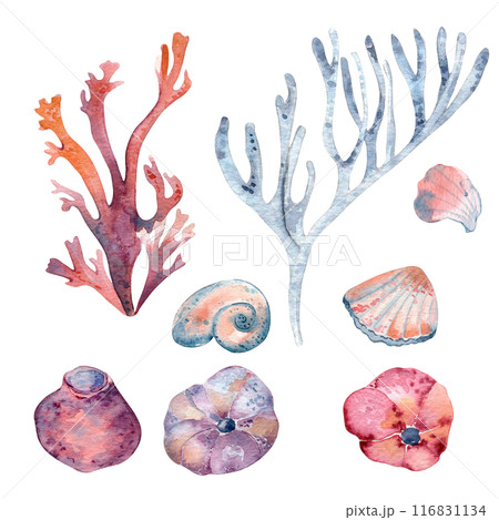 Various underwater sea plants elements as a seashell, seaweed and reef corals in watercolor. Marine set with abstract flora hand drawn illustration in dusty blue. Monochrome pink marine life clipart 116831134