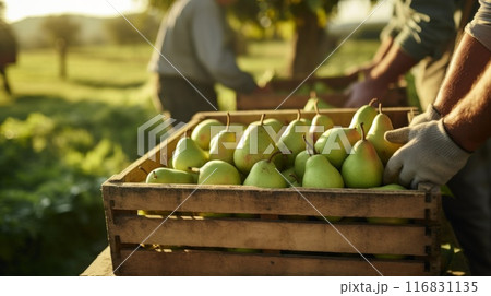 Fresh sweet organic pears with leaves in wooden box. ai generated art image 116831135