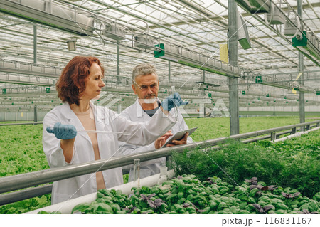 Healthy eating. Ecologists take soil test fertility in greenhouse. Portrait biologists in white coats with test tube, tablet in modern greenhouse, examining grown greens for presence of heavy metals Healthy eating. Ecologists take soil test fertility in greenhouse. Portrait biologists in white coats with test tube, tablet in modern greenhouse, examining grown greens for presence of heavy metals 116831167
