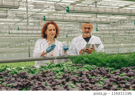 Cultivate and Selection Vegetables in Glasshouse. Researchers greenhouse with growing basil, dill, lettuce, scientists, laboratory workers, biologists take soil tests in test tube. Greenery plantation Cultivate and Selection Vegetables in Glasshouse. Researchers greenhouse with growing basil, dill, lettuce, scientists, laboratory workers, biologists take soil tests in test tube. Greenery plantation 116831196