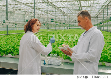 Researchers, scientists biologist inside greenhouse with growing lettuce greens, plants with test tube, tablet. Control acidity of soil. Science of growing vegetables and yield lettuce in greenhouse. Researchers, scientists biologist inside greenhouse with growing lettuce greens, plants with test tube, tablet. Control acidity of soil. Science of growing vegetables and yield lettuce in greenhouse. 116831204