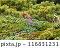 ギンザンマシコのつがい 116831231