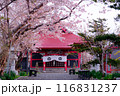 桜の増毛厳島神社 116831237