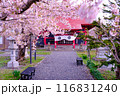 桜の厳島神社 116831240