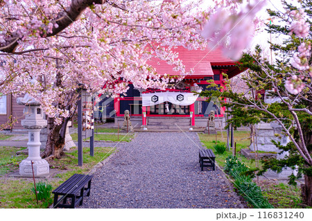 桜の厳島神社 116831240
