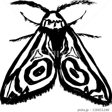 Grunge Hand Drawn Ink Brush Night Moth 116831286