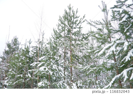 Pine forest in winter during the day in severe frost, Karelia. Snow on the coniferous branches. Frosty sunny weather anticyclone. Scots pine Pinus sylvestris is a plant pine Pinus of Pine Pinaceae Pine forest in winter during the day in severe frost, Karelia. Snow on the coniferous branches. Frosty sunny weather anticyclone. Scots pine Pinus sylvestris is a plant pine Pinus of Pine Pinaceae 116832043