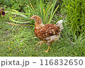 Adult chicken beige brown shade 116832650