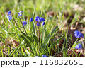 Spring blue flowers woodlands snowdrops 116832651