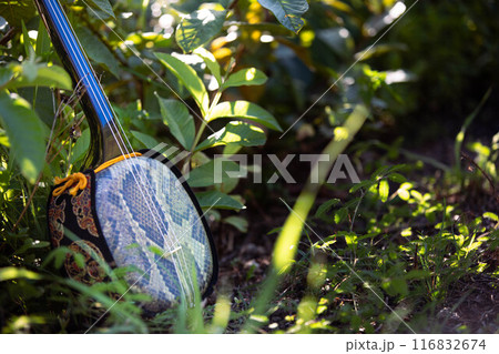 沖縄三線イメージ 116832674