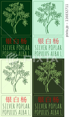 Set of vector drawing SILVER POPLAR in Chinese in various colors. Hand drawn illustration. Latin name is POPULUS ALBA L 116832711