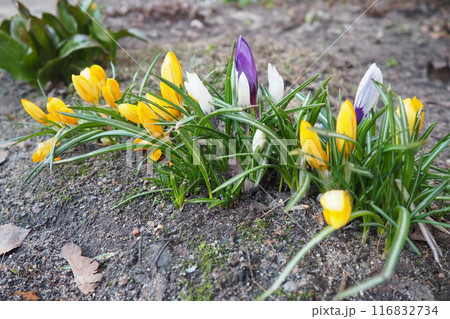 Crocus, crocuses or croci is a genus of seasonal flowering plants in the family Iridaceae iris family comprising about 100 species of perennials growing from corms. Yellow, orange or purple flowers 116832734