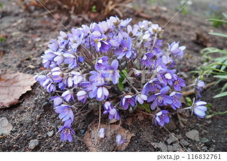 Hepatica, liverleaf or liverwort is a genus of herbaceous perennials in the buttercup family. Bisexual flowers with pink, purple, blue, or white sepals and three green bracts, hairy stems. Springtime 116832761