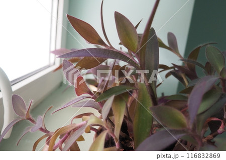 Tradescantia, genus of herbaceous perennial wildflowers inCommelinaceae. Inchplant, wandering jew, spiderwort, dayflower and trad. Tradescantia in pots are on the windowsill. Flowers in the interior Tradescantia, genus of herbaceous perennial wildflowers inCommelinaceae. Inchplant, wandering jew, spiderwort, dayflower and trad. Tradescantia in pots are on the windowsill. Flowers in the interior 116832869