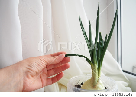 An onion Allium cepa L, bulb onion or common onion, is a vegetable that is cultivated species of the genus Allium. The shallot is a botanical variety of the onion. Woman hand. Plant on the windowsill 116833148