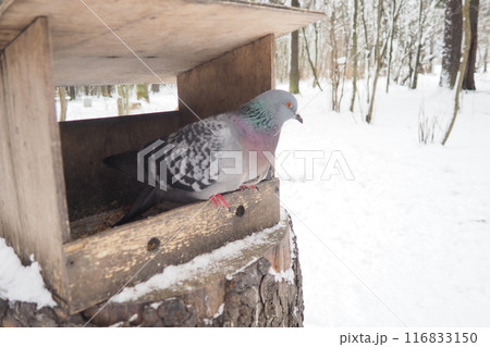Hanging homemade feeder or platform for feeding birds and squirrels in winter and spring during hungry times. Feeders for birds and squirrels in a forest or city park. The pigeon is eating Hanging homemade feeder or platform for feeding birds and squirrels in winter and spring during hungry times. Feeders for birds and squirrels in a forest or city park. The pigeon is eating 116833150