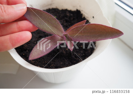 Tradescantia, genus of herbaceous perennial wildflowers in the family Commelinaceae. Inchplant, wandering jew, spiderwort, dayflower and trad. A woman's hand touches the leaves of a transplanted plant Tradescantia, genus of herbaceous perennial wildflowers in the family Commelinaceae. Inchplant, wandering jew, spiderwort, dayflower and trad. A woman's hand touches the leaves of a transplanted plant 116833158
