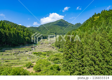 新城市にある植えたばかりの四谷の千枚田(愛知県) 116833314