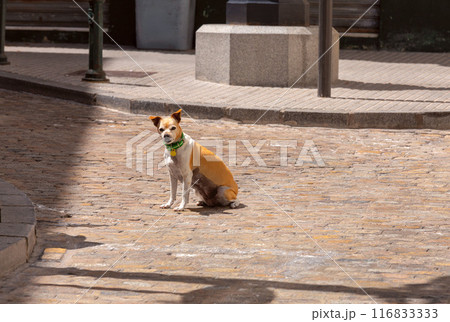 A dog with a sly expression on its face on the street of Cadiz. 116833333