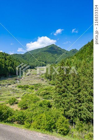 新城市にある植えたばかりの四谷の千枚田(愛知県) 新城市にある植えたばかりの四谷の千枚田(愛知県) 116833334