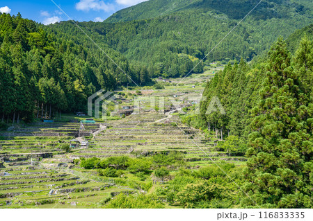 新城市にある植えたばかりの四谷の千枚田(愛知県) 116833335