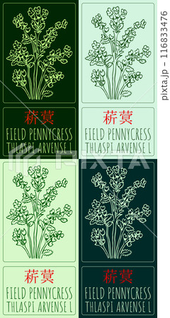 Set of vector drawing FIELD PENNYCRESS in Chinese in various colors. Hand drawn illustration. Latin name is THLASPI ARVENSE L. 116833476