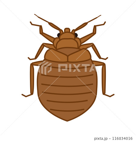 トコジラミのイラスト 116834016