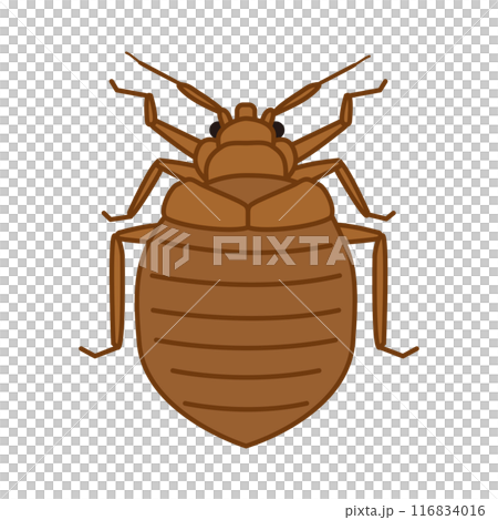 トコジラミのイラスト 116834016