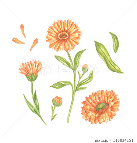 Orange calendula flowers painted in watercolor are highlighted on a white background. Collection of medicinal herbs. For the design of tea packaging, menus, invitations, eco-product, natural cosmetics Orange calendula flowers painted in watercolor are highlighted on a white background. Collection of medicinal herbs. For the design of tea packaging, menus, invitations, eco-product, natural cosmetics 116834151