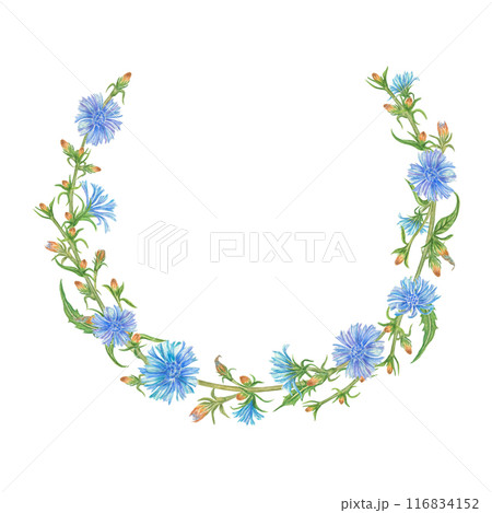 A watercolor wreath with blue chicory flowers. Hand-drawn, highlighted on a white background. For wedding invitations, posters, prints, text design, banners, cosmetics, packaging 116834152