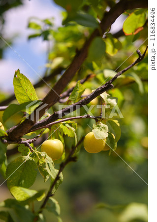 yellow cherry plum berries on a branch yellow cherry plum berries on a branch 116834496
