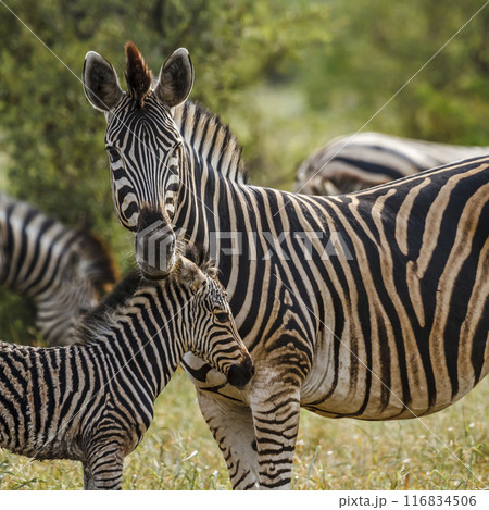 Plains zebra in Kruger National park, South Africa Plains zebra in Kruger National park, South Africa 116834506