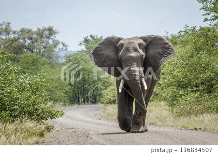 African bush elephant in Kruger National park, South Africa African bush elephant in Kruger National park, South Africa 116834507
