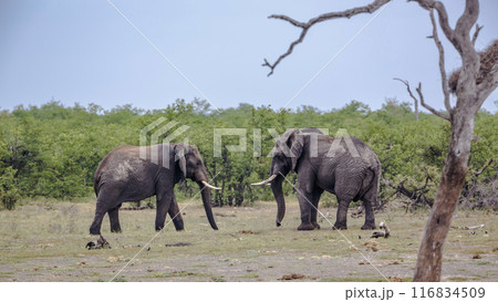 African bush elephant in Kruger National park, South Africa African bush elephant in Kruger National park, South Africa 116834509