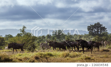 Blue wildebeest in Kruger National park, South Africa 116834548