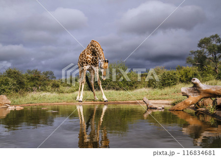 Giraffe in Kruger National park, South Africa 116834681