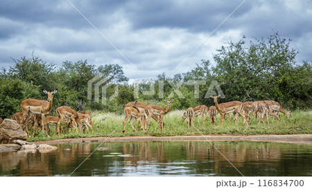 Common Impala in Kruger National park, South Africa Common Impala in Kruger National park, South Africa 116834700