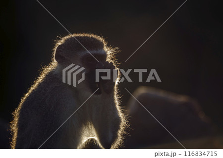 Vervet monkey in Kruger National park, South Africa 116834715