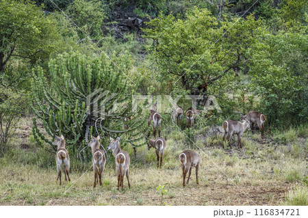 Common Waterbuck in Kruger National park, South Africa 116834721