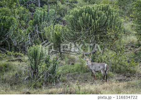 Common Waterbuck in Kruger National park, South Africa 116834722