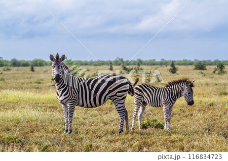 Plains zebra in Kruger National park, South Africa 116834723