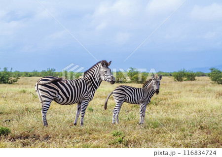 Plains zebra in Kruger National park, South Africa 116834724