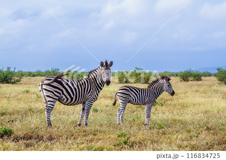 Plains zebra in Kruger National park, South Africa 116834725